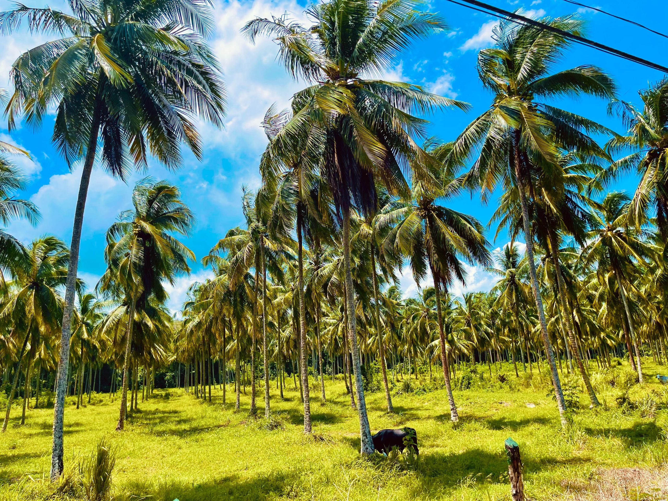 A quick drive by the countryside